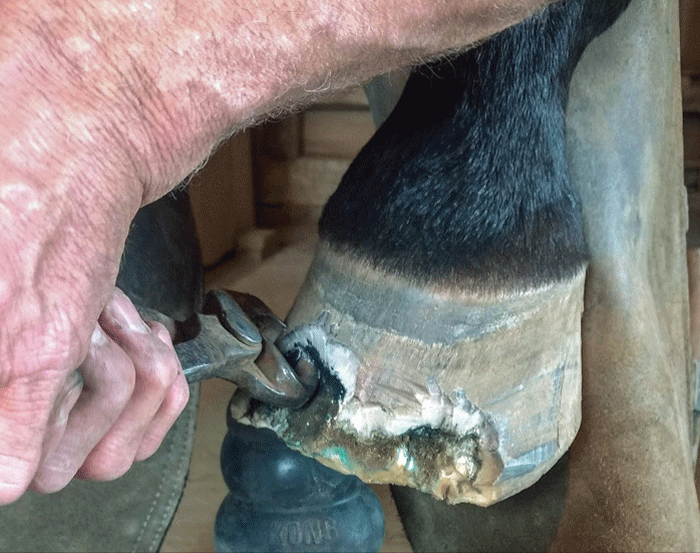 Tough White Line Disease Case Relies on VetFarrier Teamwork